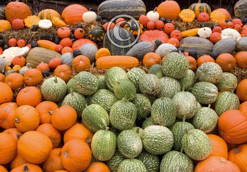 Pumpkins, Gourds and Squashes